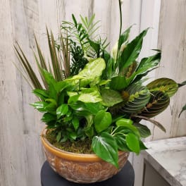 Mixed green potted plant arrangement in a decorative bowl