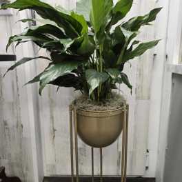 Potted green houseplant in a gold stand planter