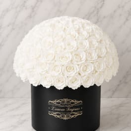White rose dome in a black round box