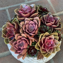 Arrangement of pink and burgundy succulents in a white bowl