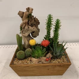Cute Succulents