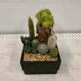 Dark Succulent