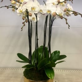 Gold vase with white orchids