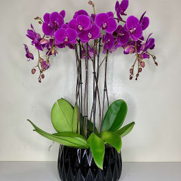 Bright Purple