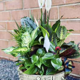 Potted houseplant arrangement with white peace lilies and patterned foliage