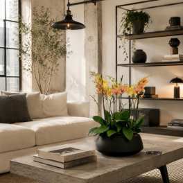 Potted orchid arrangement in a black bowl on a coffee table
