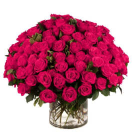 100 Hot Pink Roses
