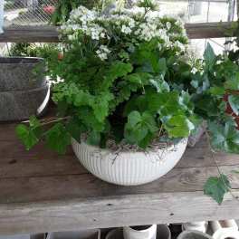 White flowers in a large white planter with trailing ivy