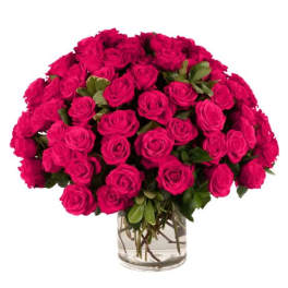 75 Hot Pink Roses