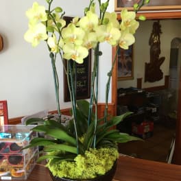Yellow Delight