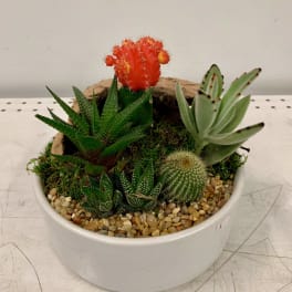 White Succulent