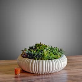 Succulent arrangement in a white ribbed bowl on a wooden table