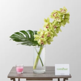 Green orchid stems in a clear glass vase with a large tropical leaf