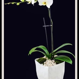 White orchid plant in a white pot with a support stake