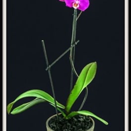 Potted orchid with bright purple blooms in a tan container