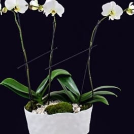 White orchid plant in a white container