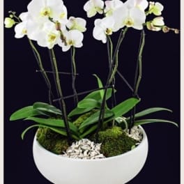 White orchids in a white bowl planter with moss