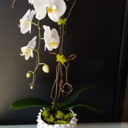 White orchid arrangement in a spiky white pot