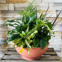 Mixed green houseplants in a pink bowl planter