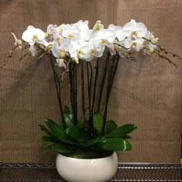 Orchids Glory
