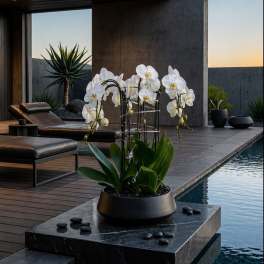 White orchids in a black planter beside a pool