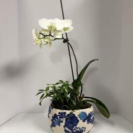 For You- Orchid Planter