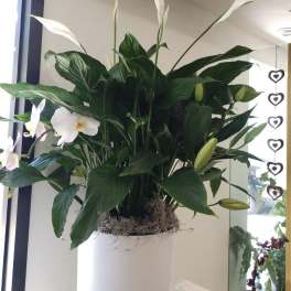White peace lilies in a tall white pot