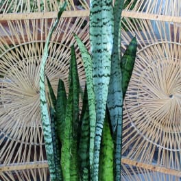 Snake Plant