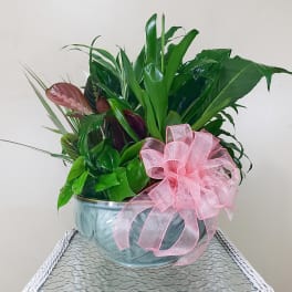 Potted green plant arrangement in a blue ceramic bowl with a pink ribbon