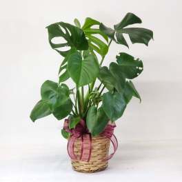 Potted monstera plant in a woven basket with a purple ribbon
