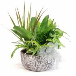 Mixed green houseplants in a patterned ceramic bowl with a sheer ribbon