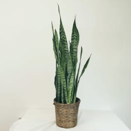 Tall snake plant in a woven basket planter