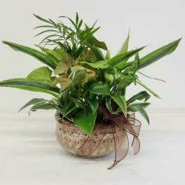 Mixed green houseplants in a round ceramic pot with a brown ribbon