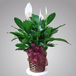 Potted peace lily with white blooms in a woven basket tied with a burgundy ribbon
