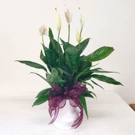 White peace lilies in a white pot with a purple ribbon
