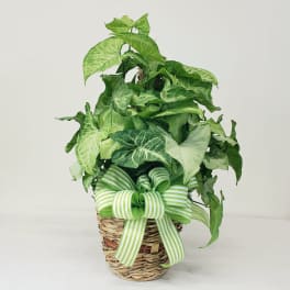 Potted green houseplant in a woven basket with a striped ribbon