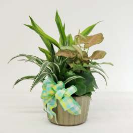 Potted houseplant arrangement with a plaid ribbon bow