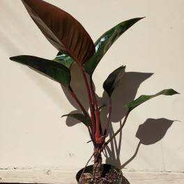 Potted plant with large dark green and burgundy leaves