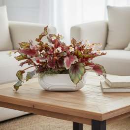 Rex Begonias in long ceramic planter (lmtd availability)