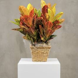 Large Croton in Select container (containers can vary)