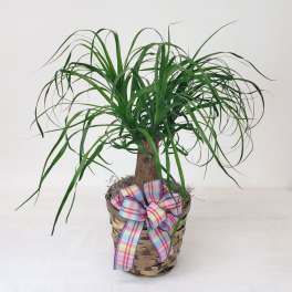 Potted ponytail palm in a woven basket with a plaid ribbon
