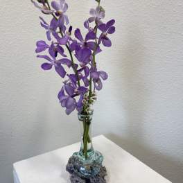 Ocean Orchids