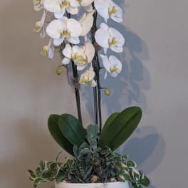 White orchid arrangement in a white planter with trailing succulents