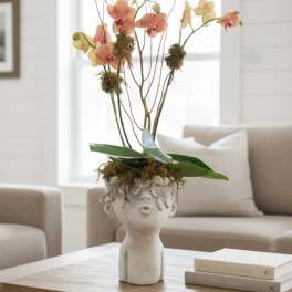 Love on the Brain/Orchid Plant