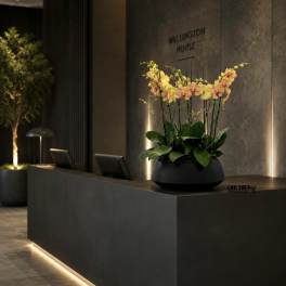 Potted orchid arrangement with yellow and peach blooms in a black planter