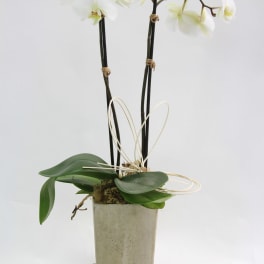 White orchids in a square concrete pot with broad green leaves