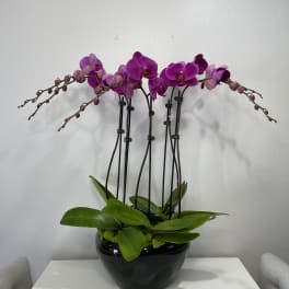Fuchsia