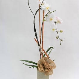 White orchid arrangement in a tall rectangular vase with burlap accent