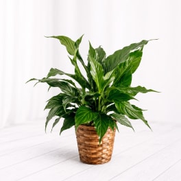 Peace Lily