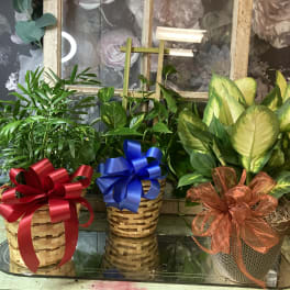 Three potted houseplants in woven baskets with large ribbon bows
